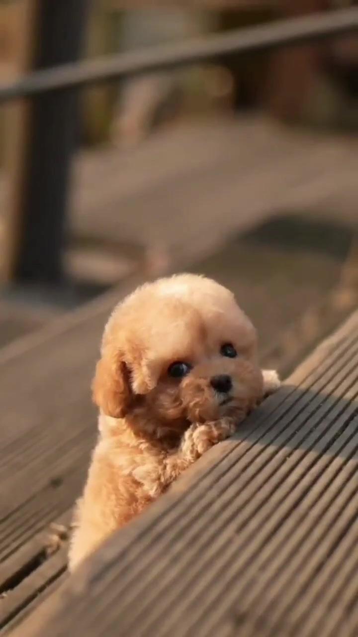 Cute puppy daily-01; cute small animals