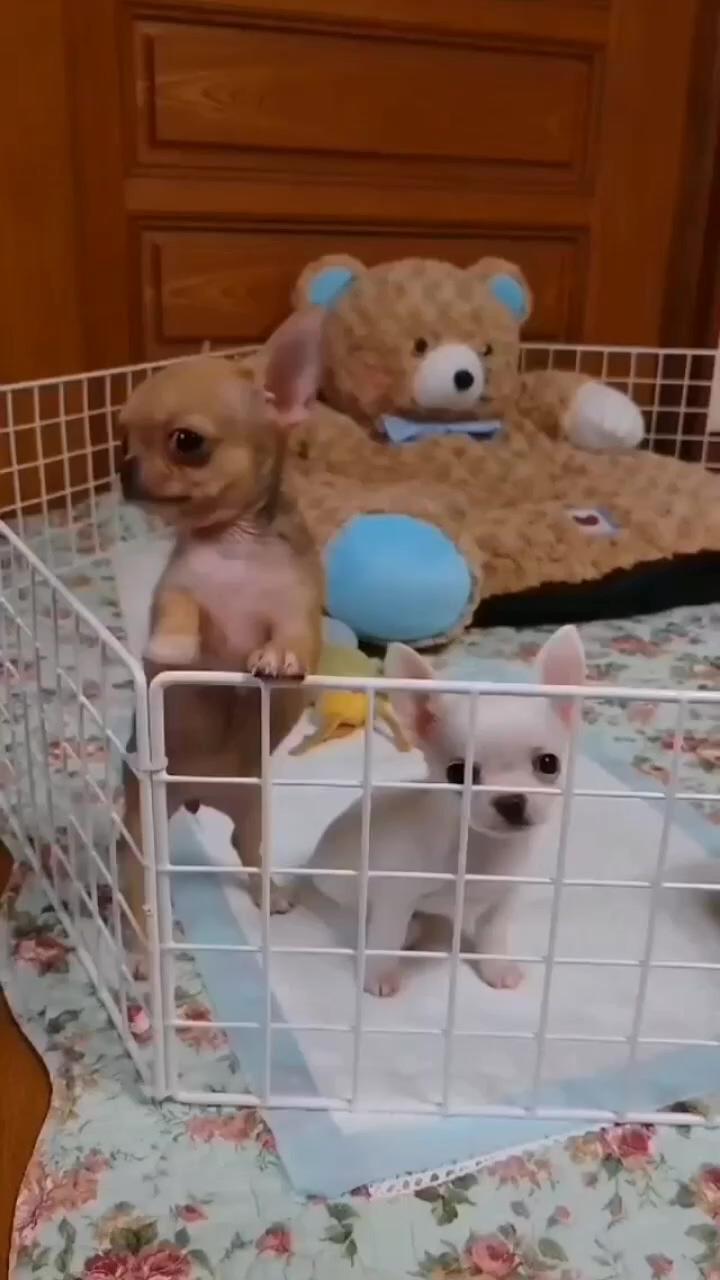 Cute puppy dogs, chihuahua puppies, angry dogs, funny puppies; chihuahua lovers