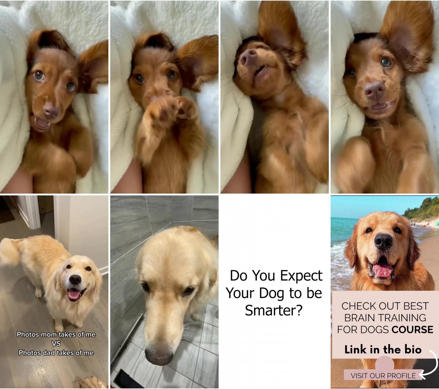Cute puppy; photos mom takes of me vs photos dad takes of me - cute dogs - golden retriever - dog training tips