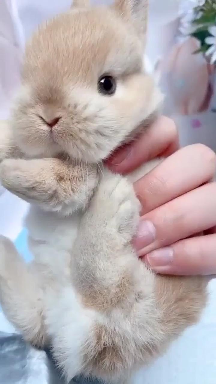 Cute rabbit; cute puppy 