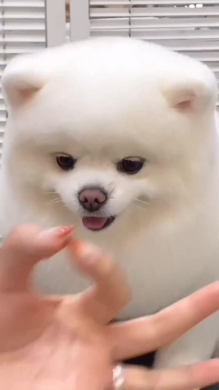 Cute white pomeranian puppy aesthetic video; impatiently adorable: white pomeranian puppy's irresistible eagerness for treat 