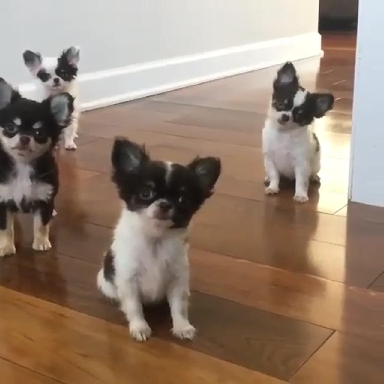 Cuteness overload | chiots teacup chihuahua