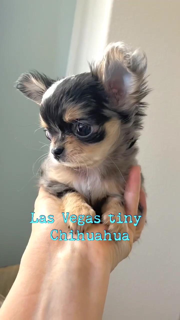 Cutest ever longhair merle chihuahua boy | if you want to see the eyes of an owl in a cat, just wash it
