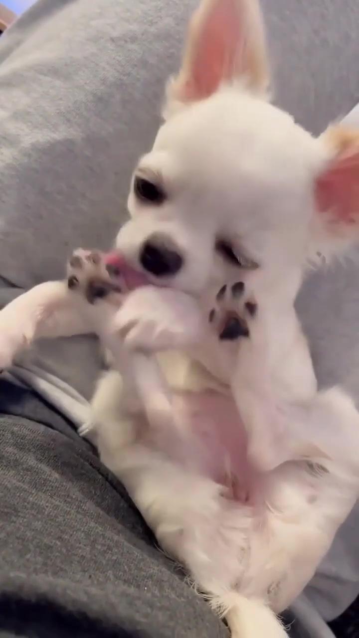 Cutest little chihuahua puppy biting nails; chihuahua love