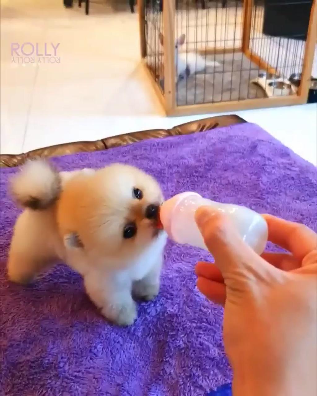 Cutest little puppy ever -; dog funny, dog cute videos, dog funny videos