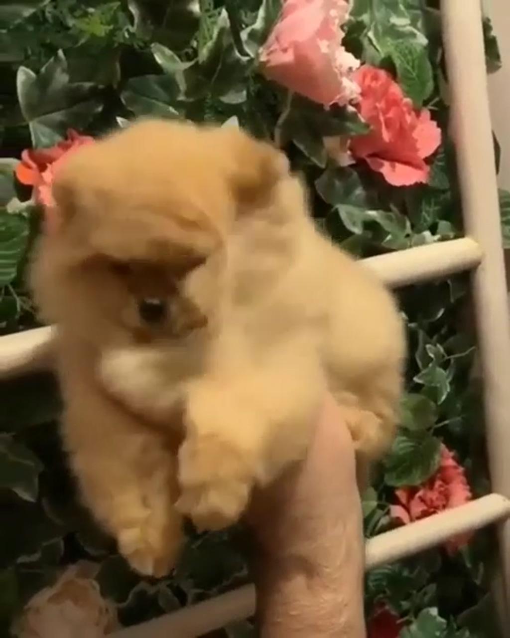 Cutest puppy having a shower; cute animal videos