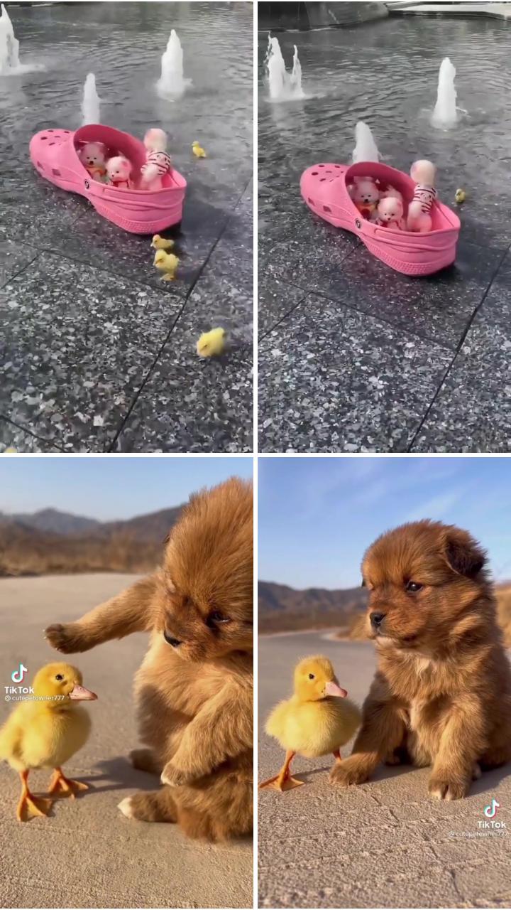 Cutie video; cute teacup puppies