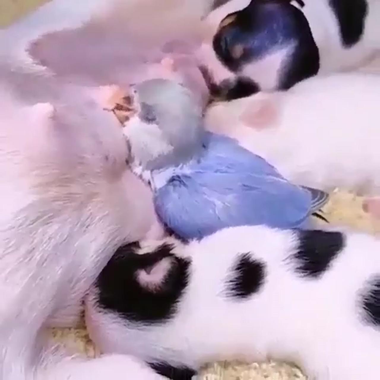 Daily dose of cuteness #9 | cute funny animals