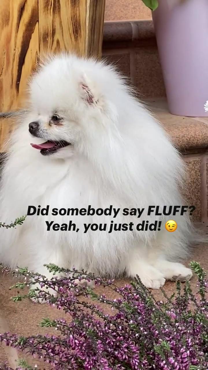 Did somebody say fluff; do you want to know how to train your dog