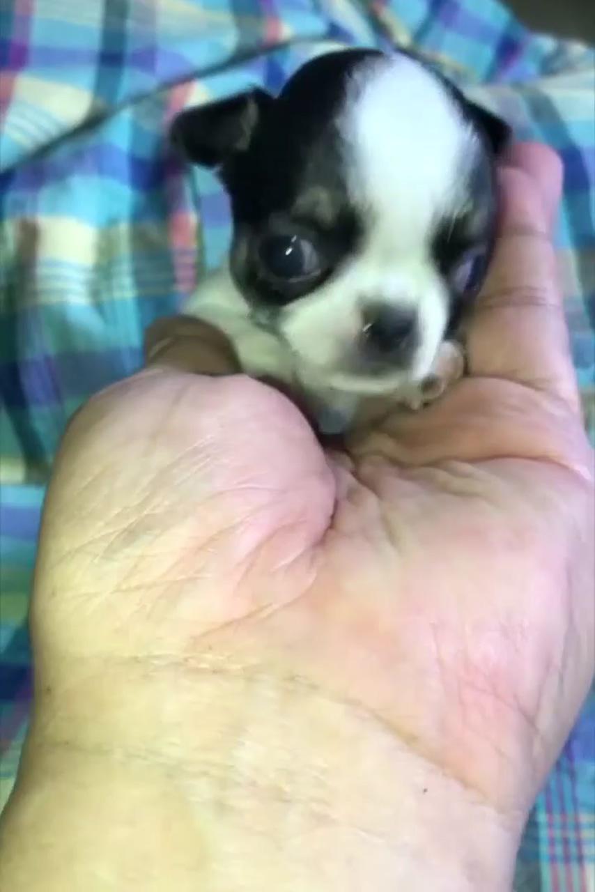 Do you need to groom a chihuahua; cute little puppies