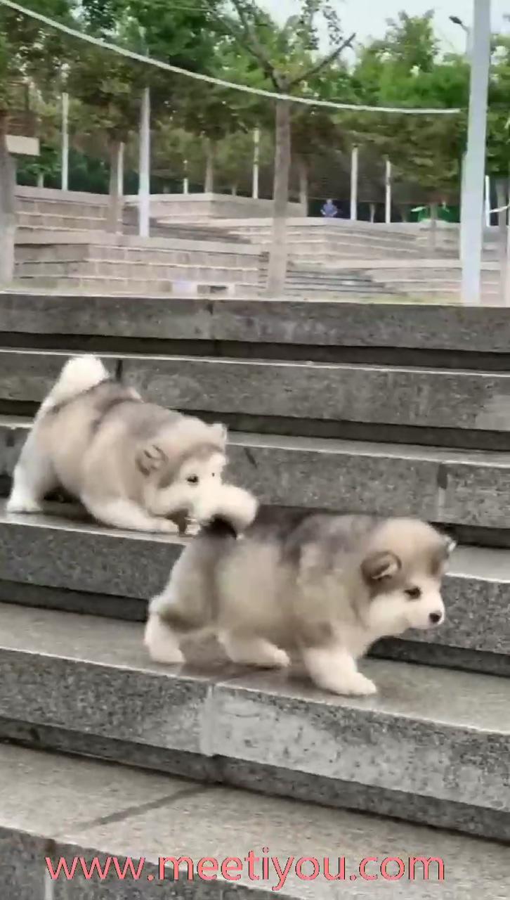 Do you see anything different; very cute puppies