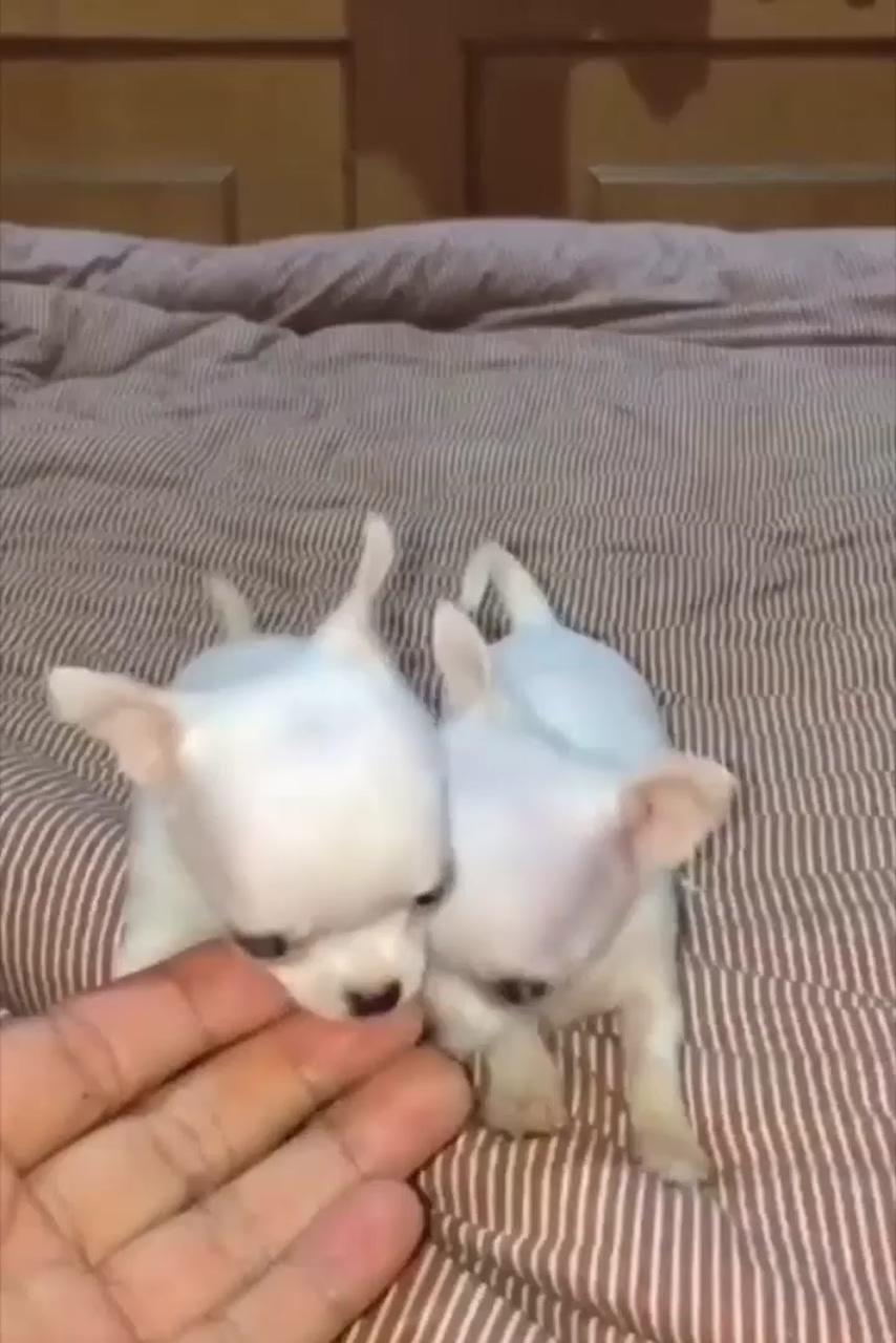 Does your chihuahua's breath smell really bad; tiny chihuahuas follow their owner lol