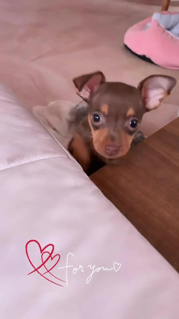 Doesn't get any cuter 4 more minpin content check my ig page minpinsrock | little cutie