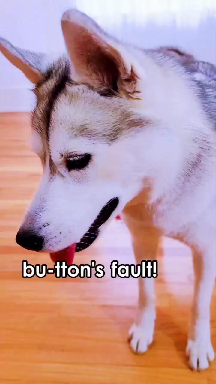 Dog answers fan questions using talking buttons fail; cute funny dogs