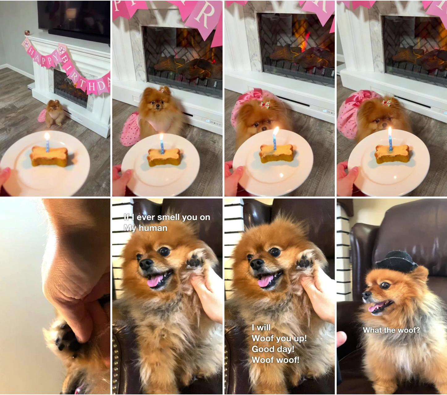 Dog birthday; how dogs treat other dogs 