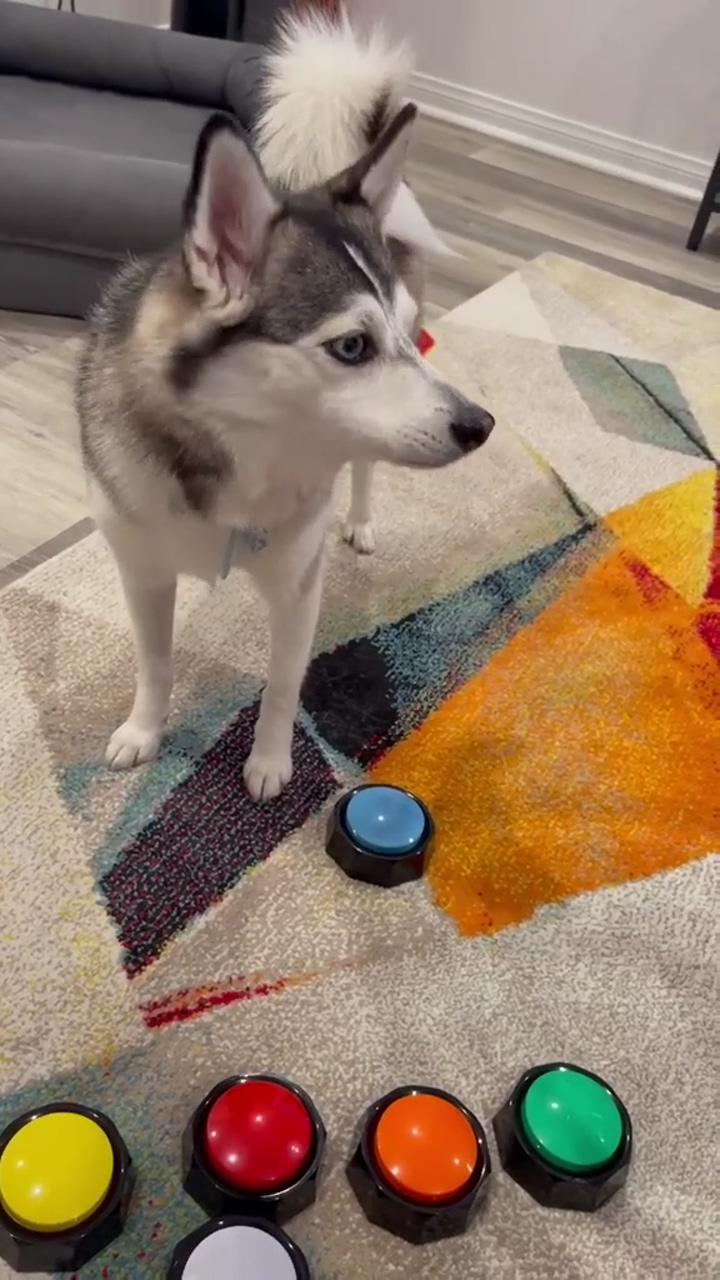 Dog communication buttons; cute husky puppy