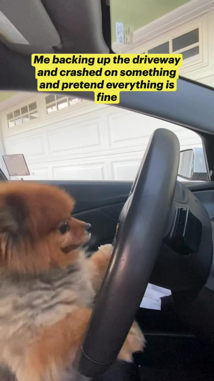 Dog crash in a car | cute pomeranian smile