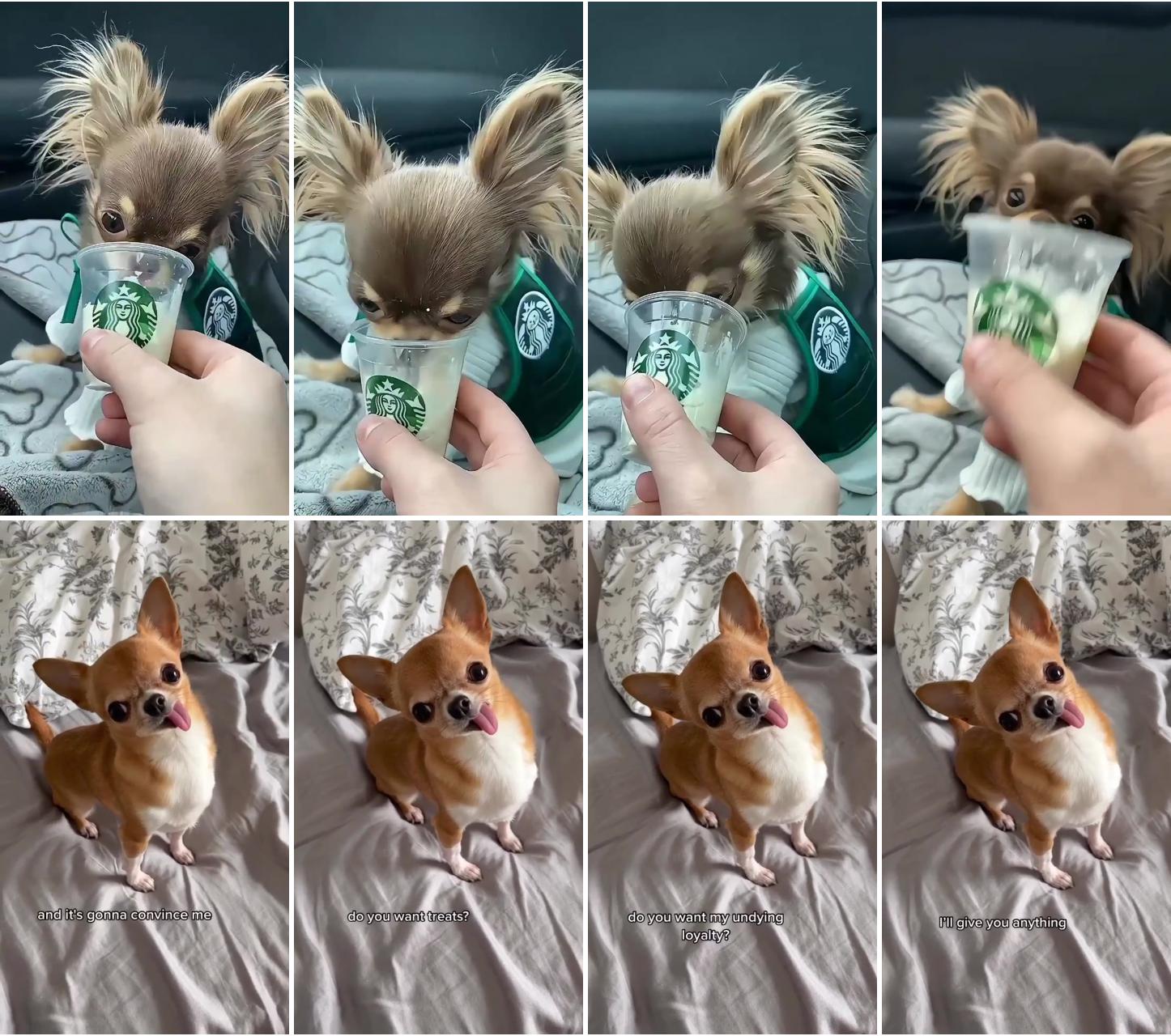 Dog eating fancam very sweet; why your chihuahua's tongue is sticking out