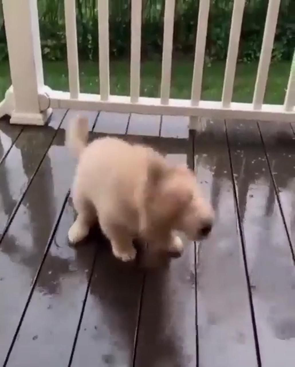 Dog love the rainy season; really cute puppies