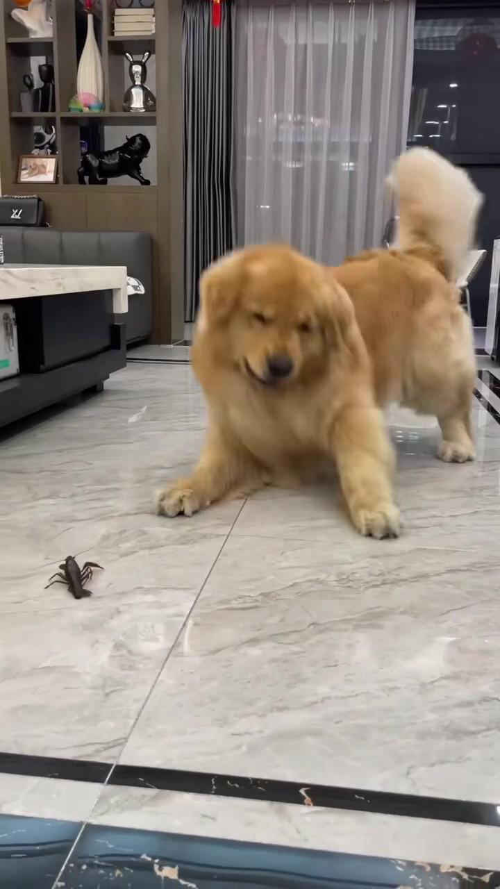 Dog vs lobster | that horse is like "why is that potato running at me"