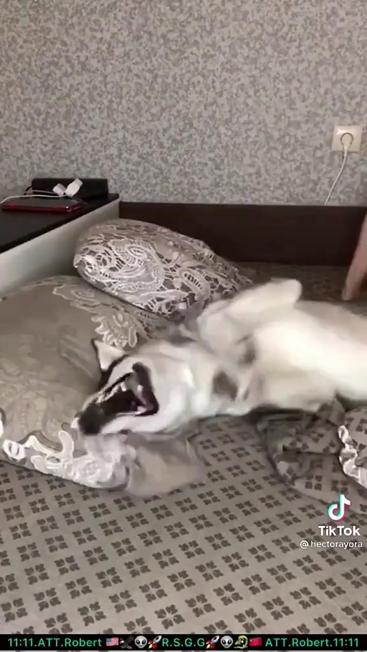 Dog : wow. no; watch till the end, this pup will make a perfect fire alarm