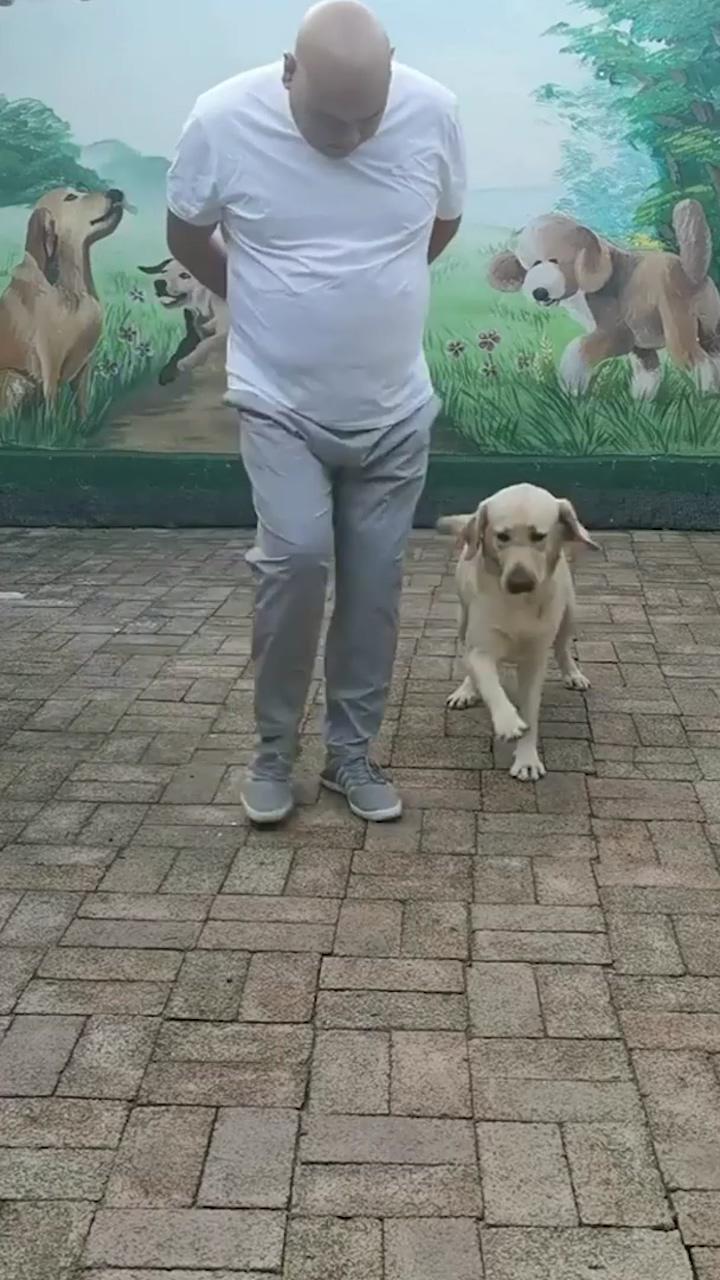 Doggo being best lead dancer ever; cute funny dogs