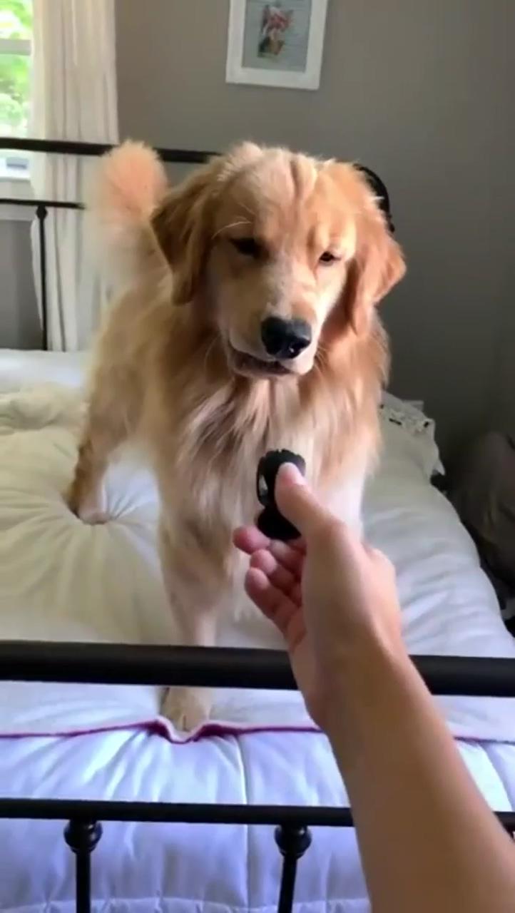 Doggo hates snap-snap with sound; funny dog memes