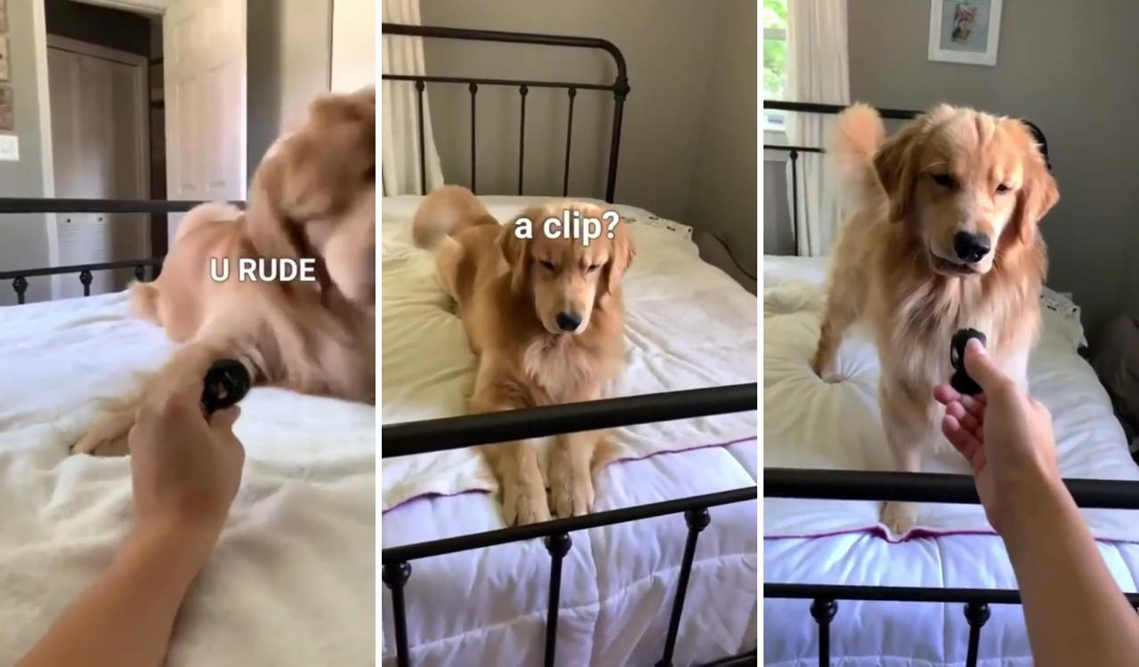 Doggo hates snap-snap with sound; funny dog memes