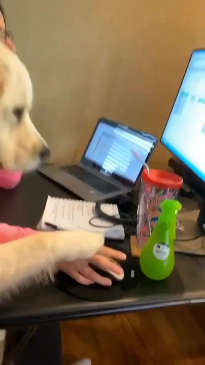 Doggo soon has a meeting with himself in the mirror; cute funny dogs