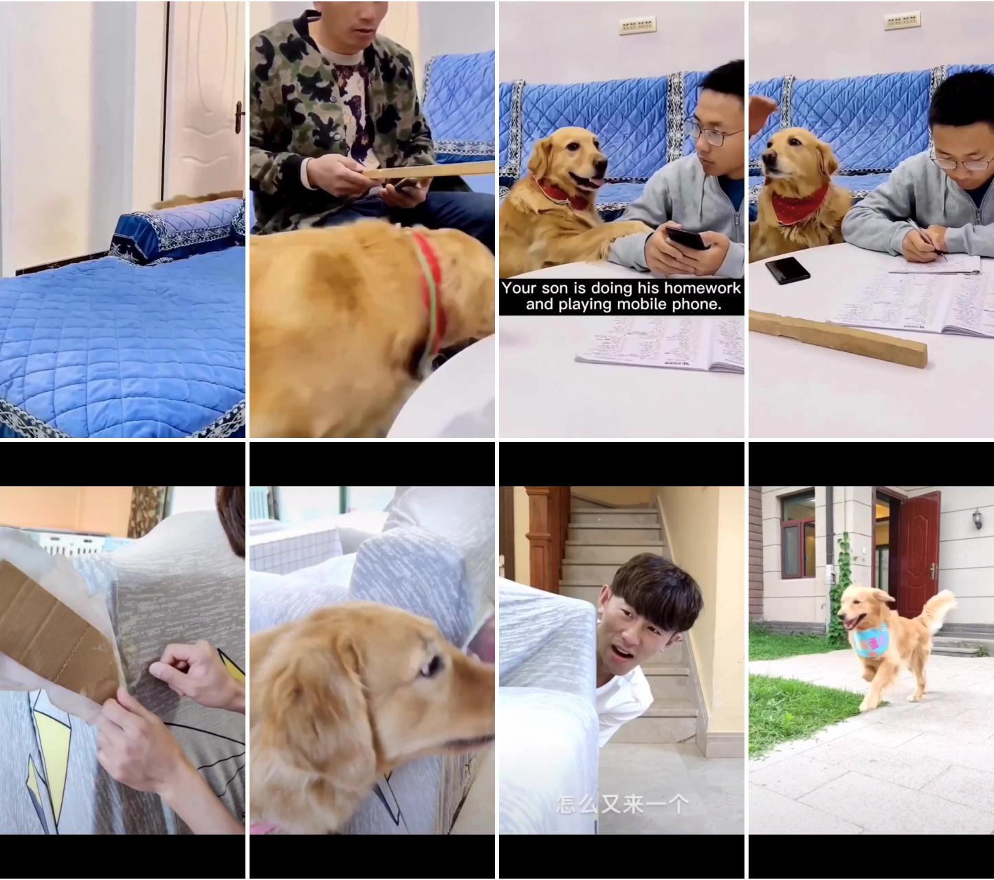 Dogs having fun in the great indoors; play games with "li xiang"