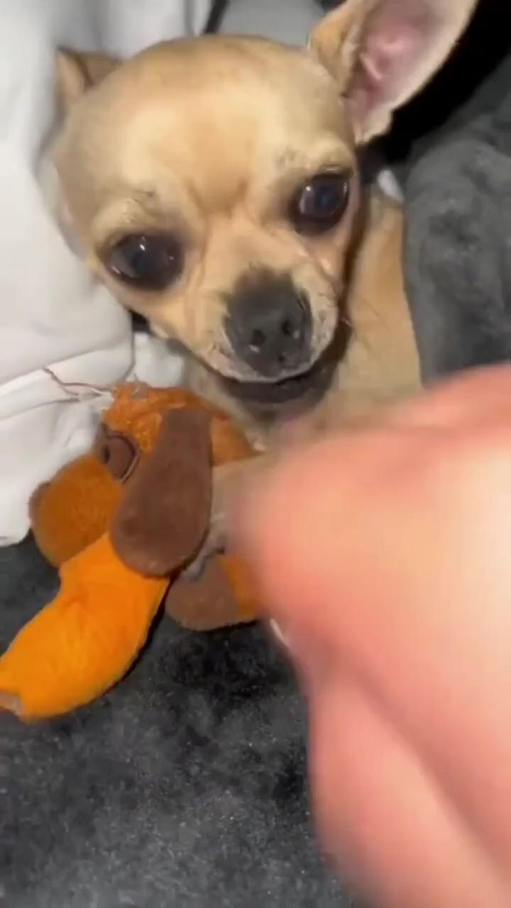 Don't touch my toy lol; cute and funny pet