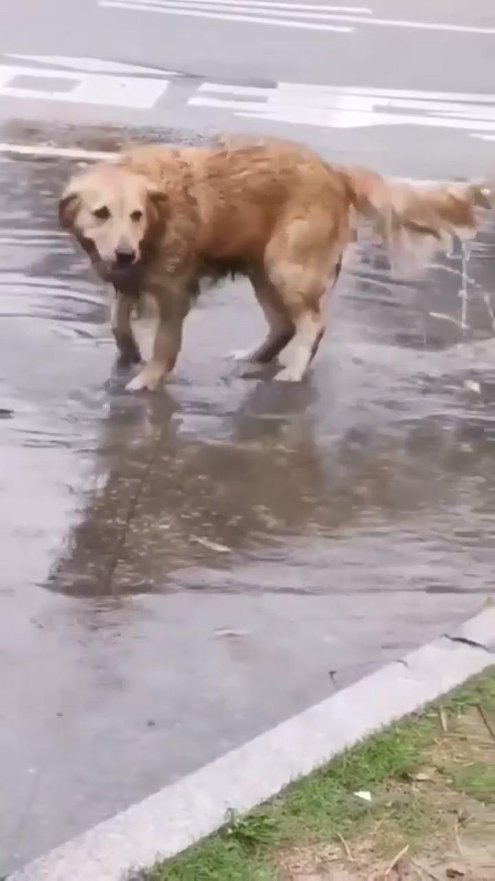 Don't walk the dog on rainy days; funny animal memes