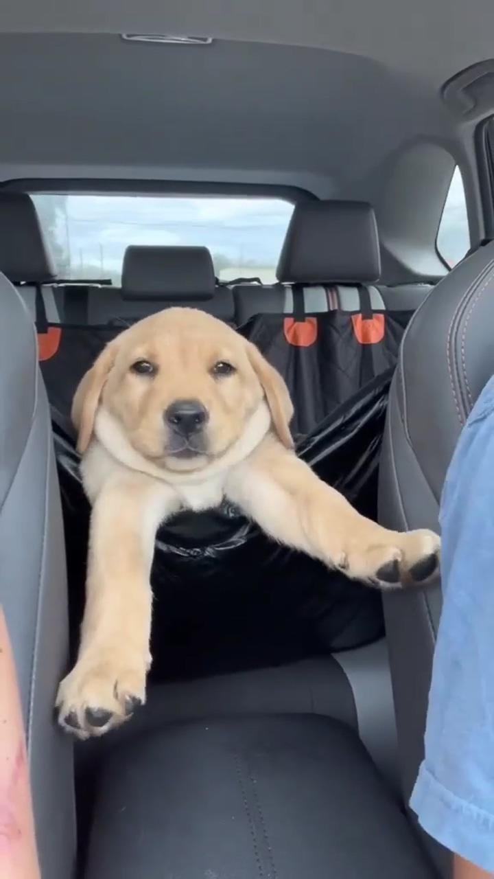 Double chin puppies are the best | #tiktok _id _ greefys