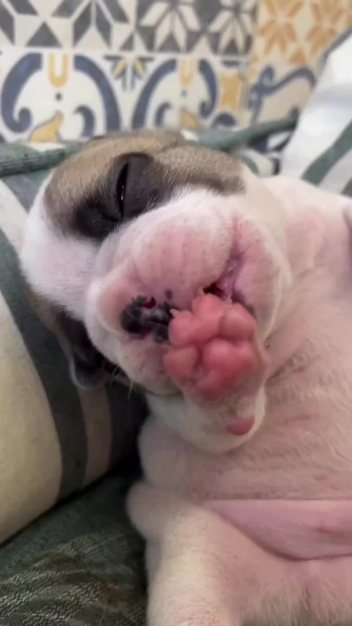 English bulldog puppies available for sale; super cute puppies