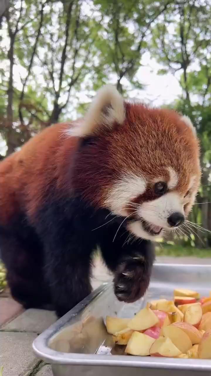 Feeding the lovely cute red panda; here comes the snowman