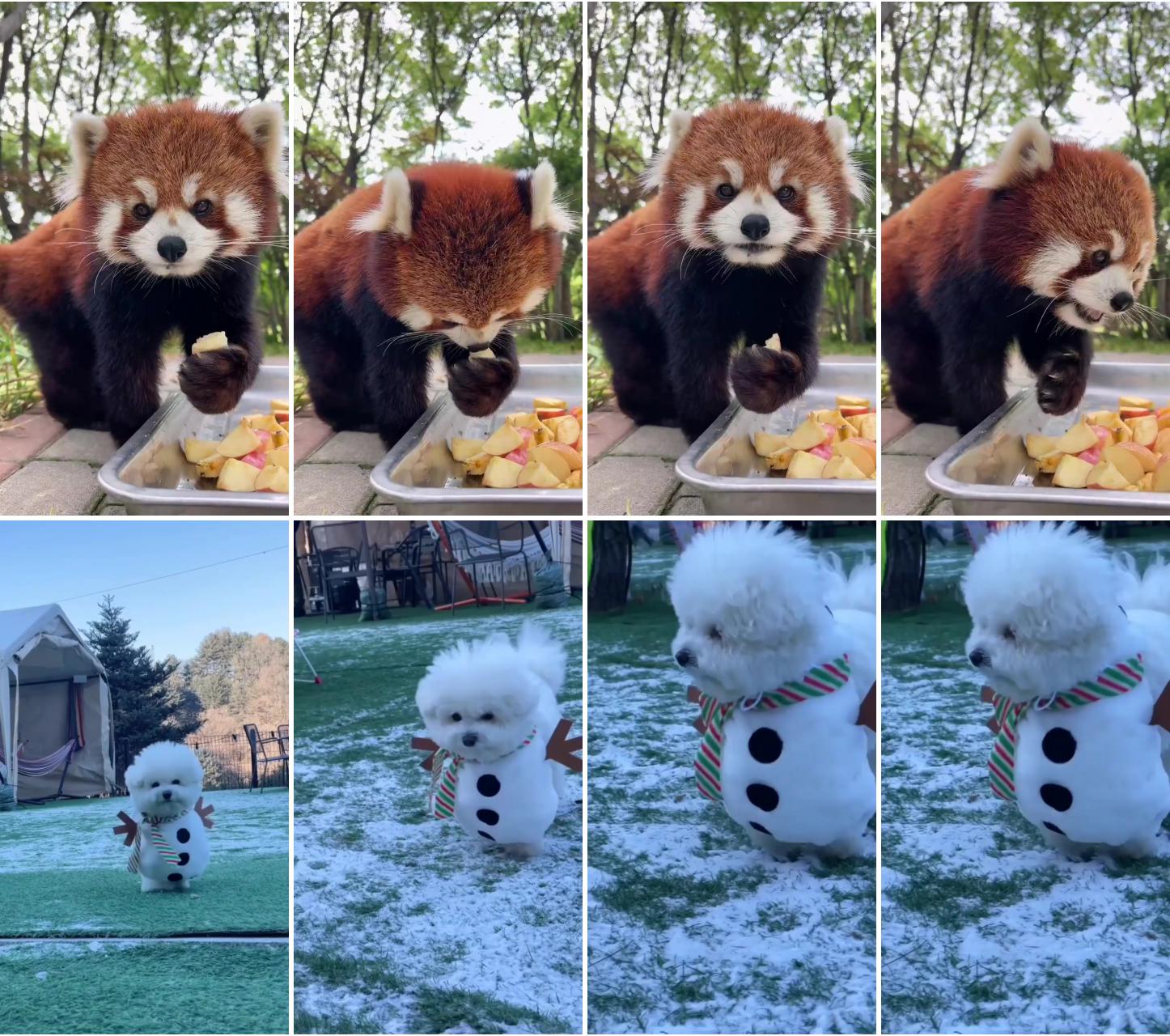 Feeding the lovely cute red panda; here comes the snowman