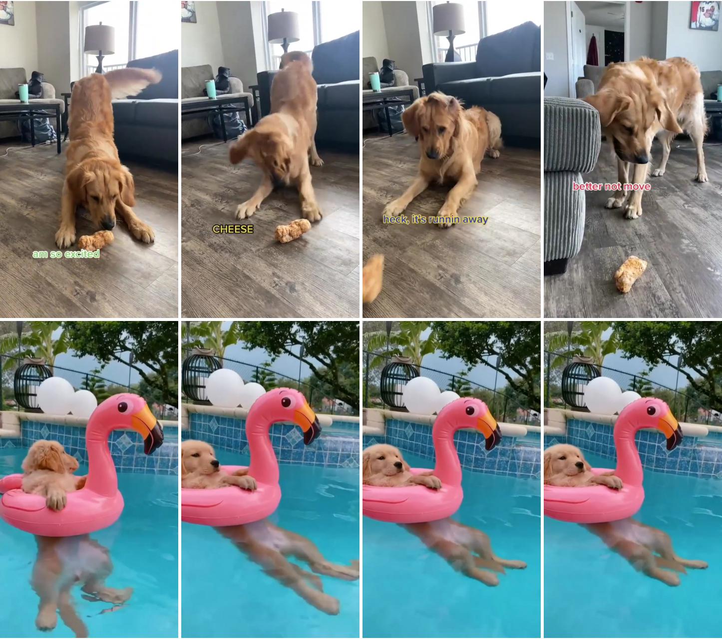 Felt bad for the lemon and pickle so we gave him his puffed yak chew; golden retriever puppy chilling in the pool, cute puppy video