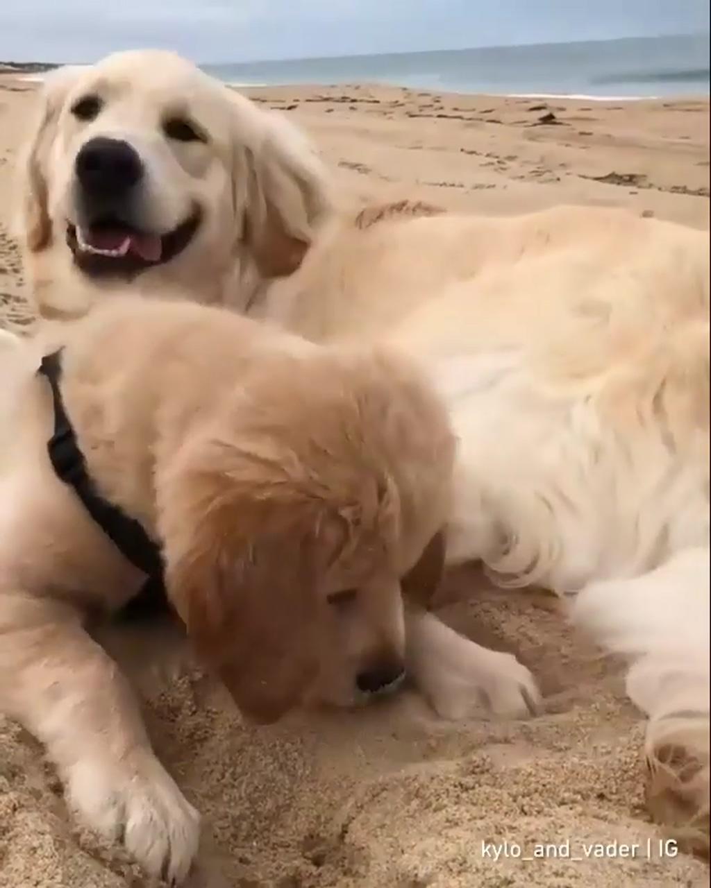 First experience with sand | very cute puppies