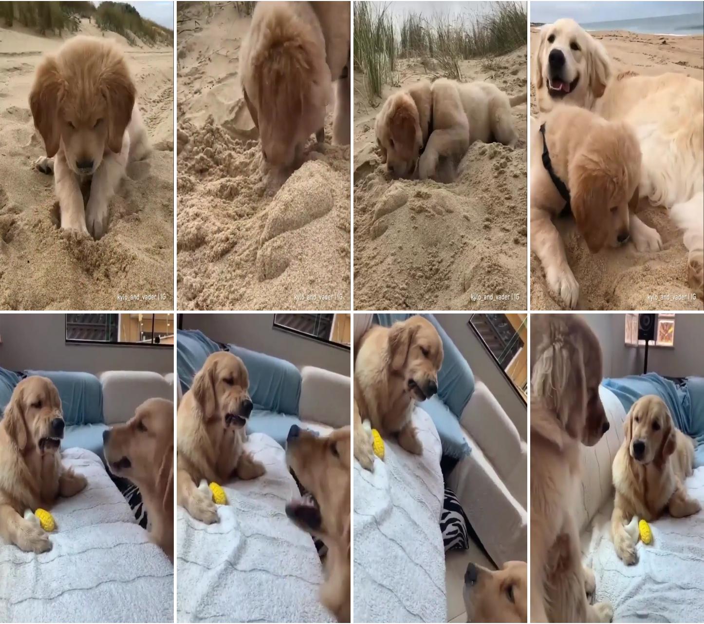 First experience with sand; very cute puppies
