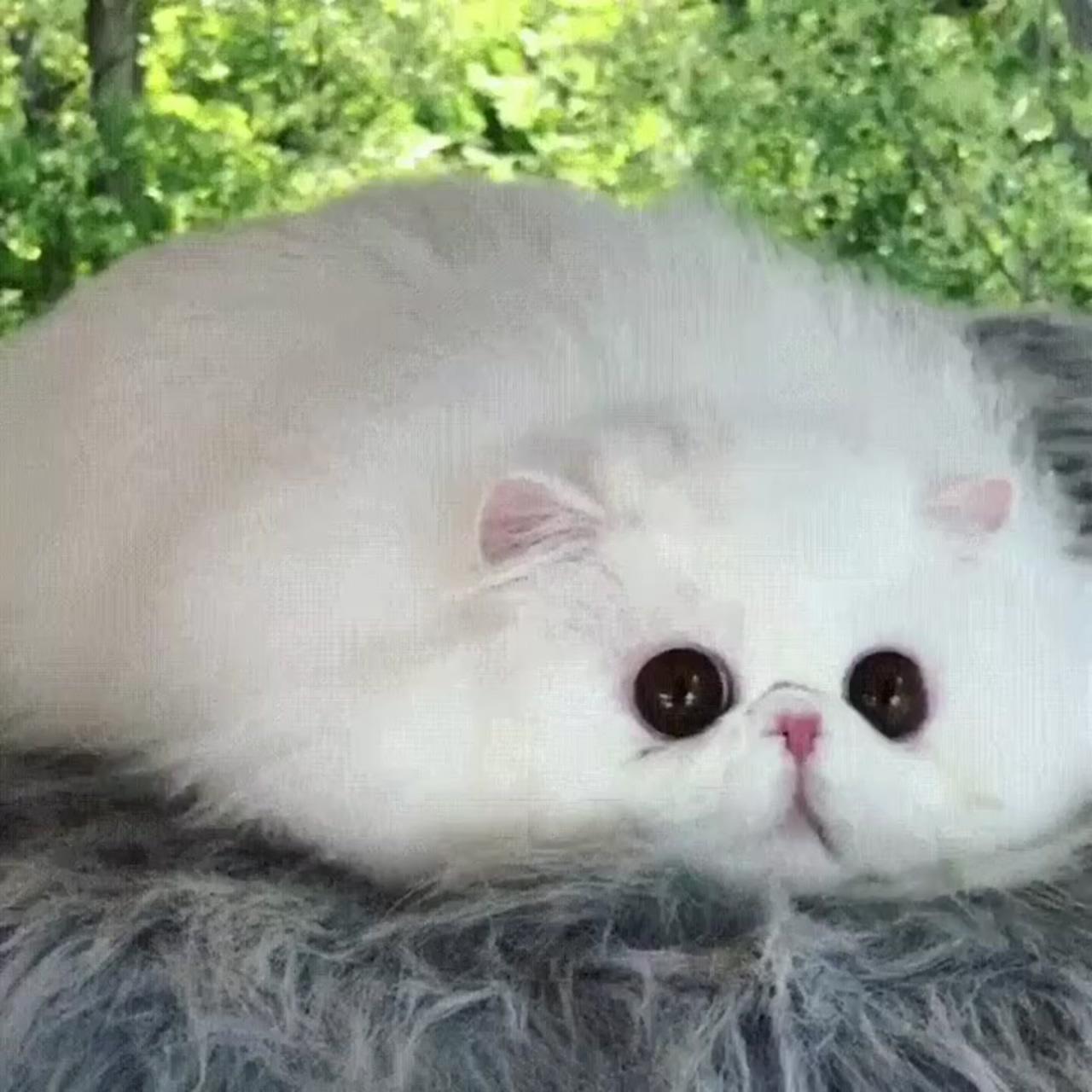 Fluffy cloud with beautiful eyes; cute baby cats