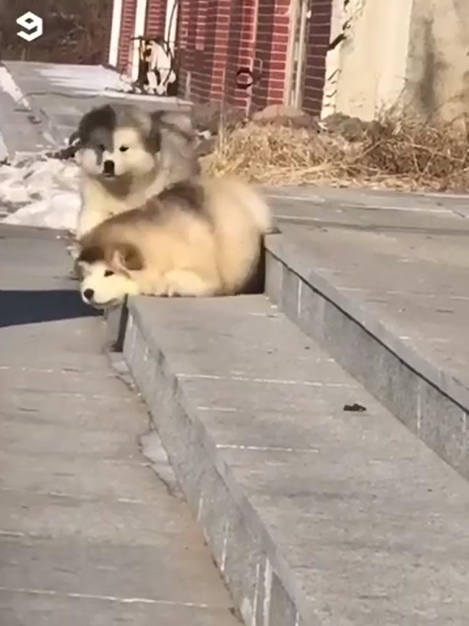 Fluffy; cute fluffy dogs