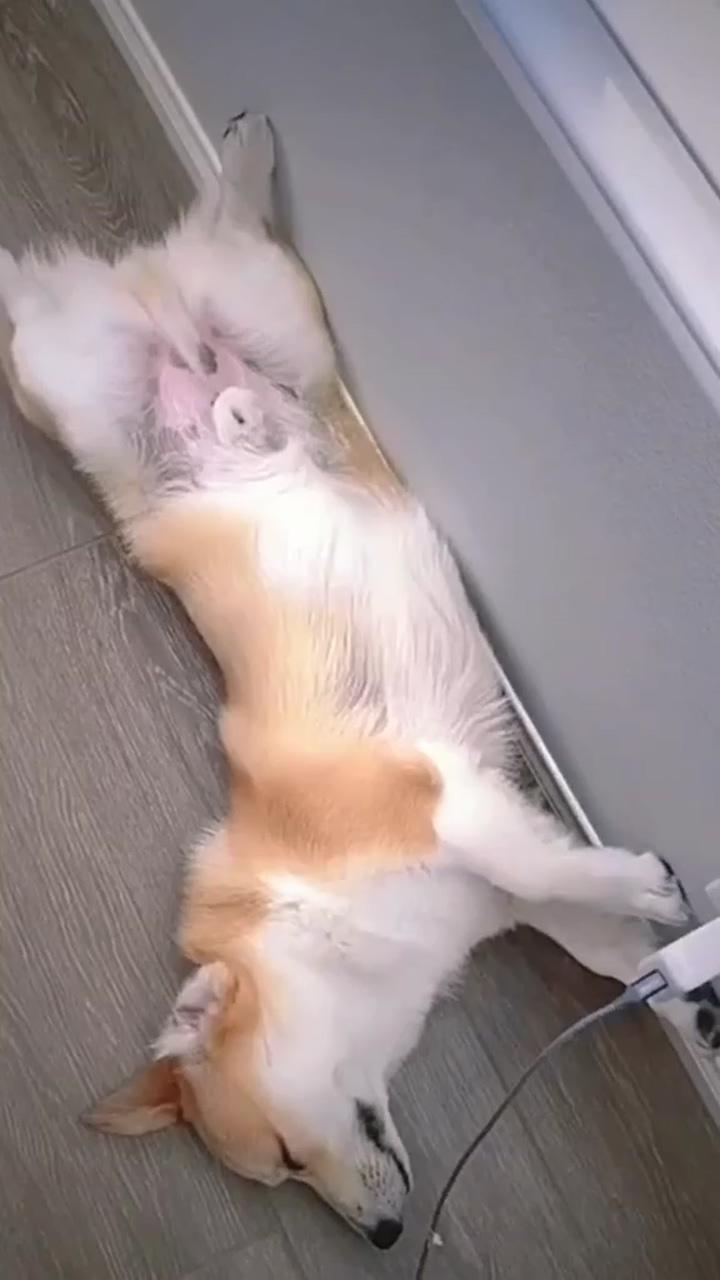 For sure my dogs always sleep in the floor | corgi puppy 