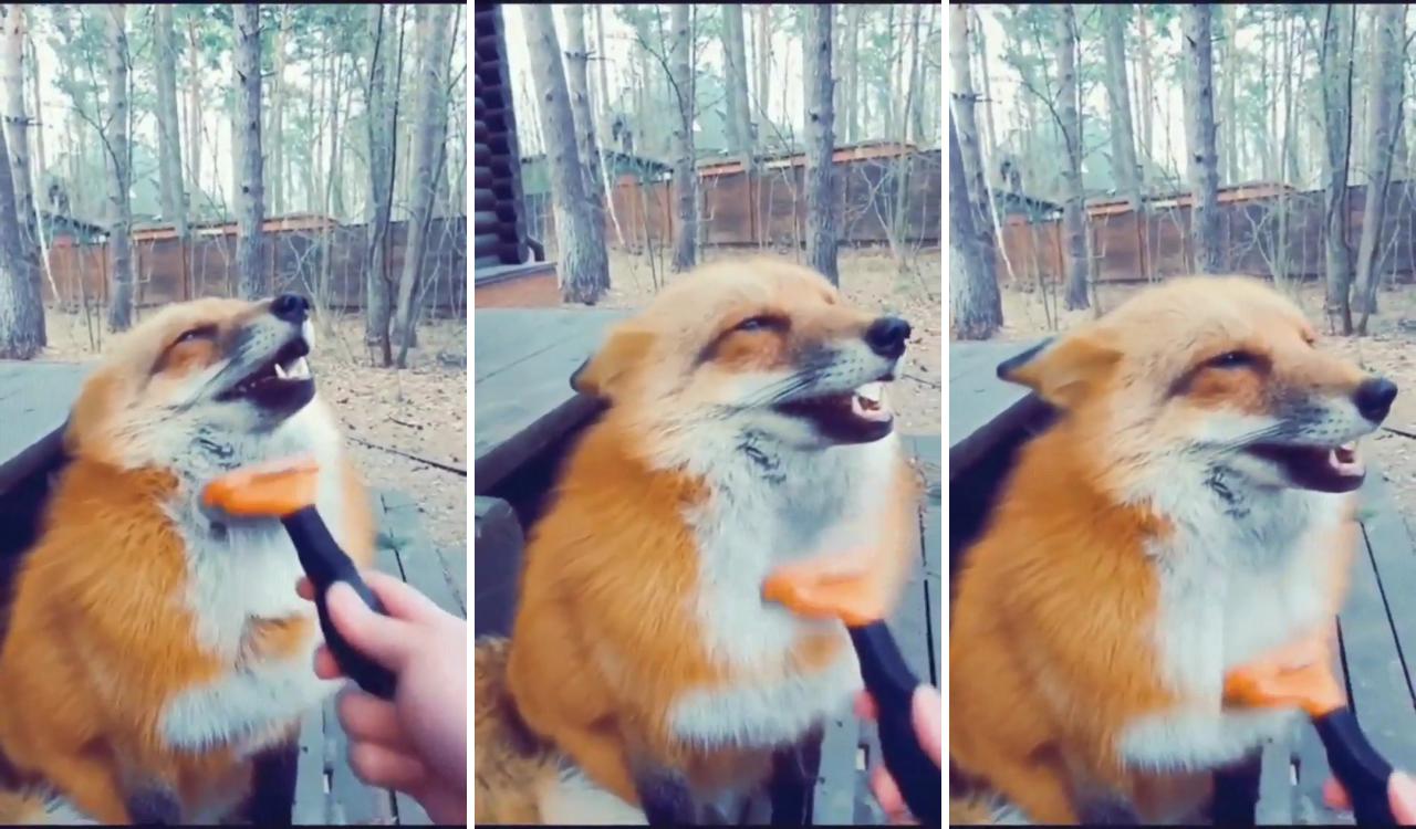 Fox bliss | cute wild animals