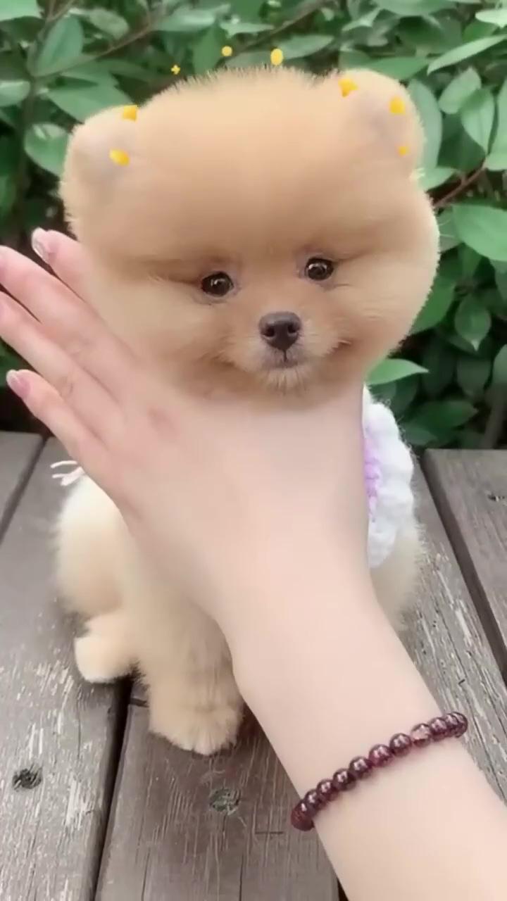 Funny and cute pomeranian | cute dog video