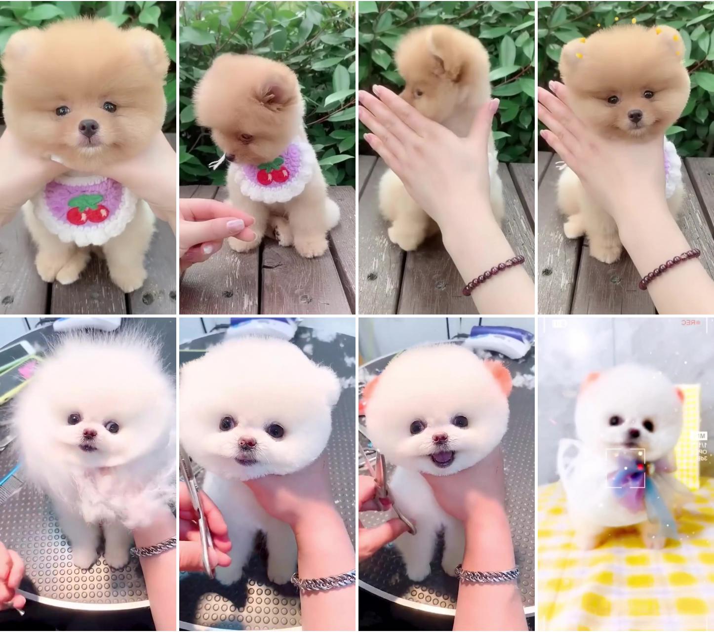 Funny and cute pomeranian; cute dog video