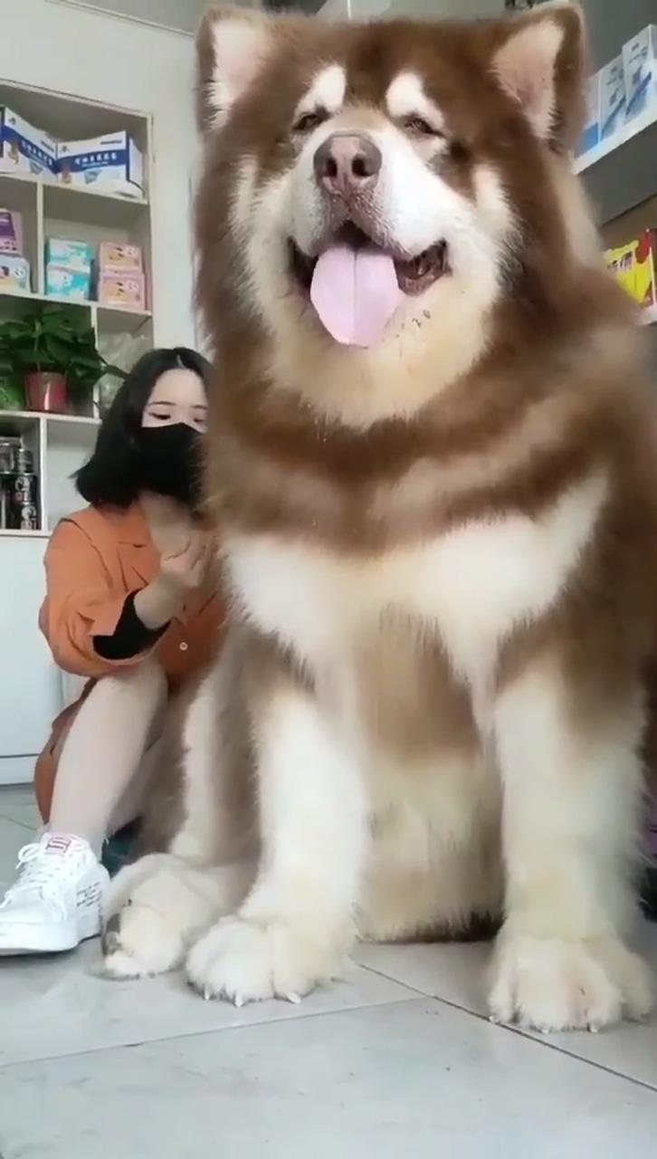 Funny animal videos; very big dog