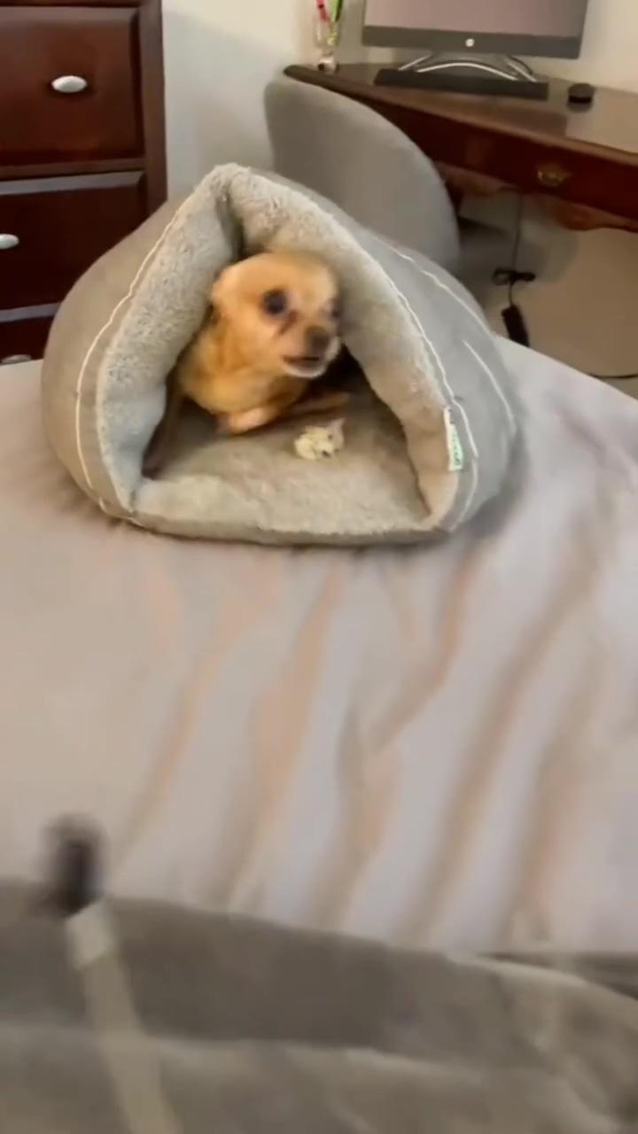  funny chihuahua puppy's angry sushi encounter watch the cute and adorable furry scare; how would your chi react 
