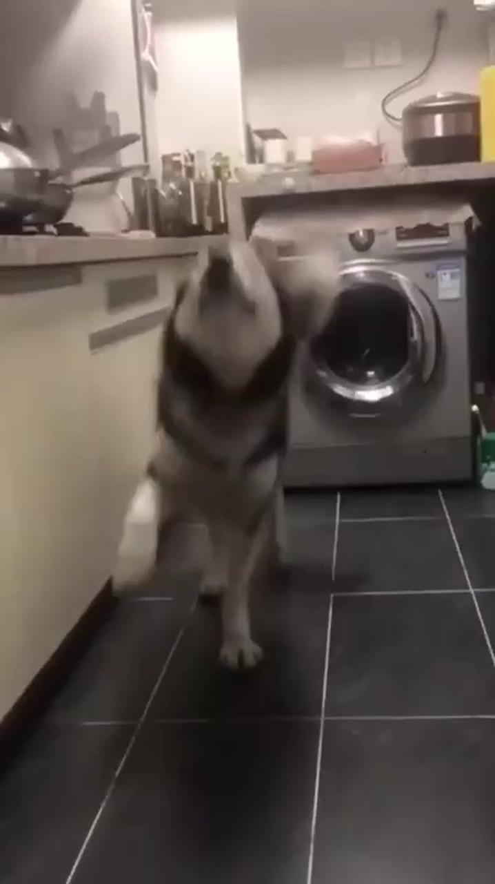 Funny dancing husky; silly dogs