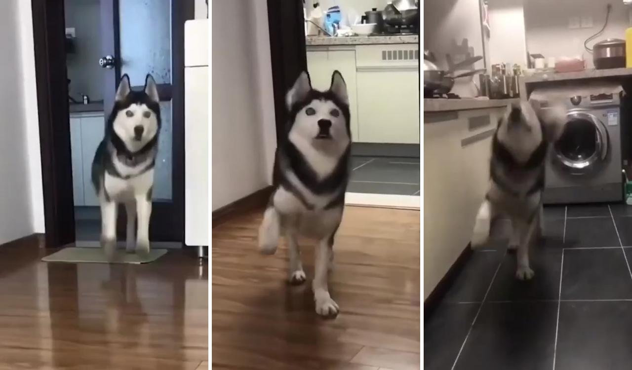 Funny dancing husky; silly dogs