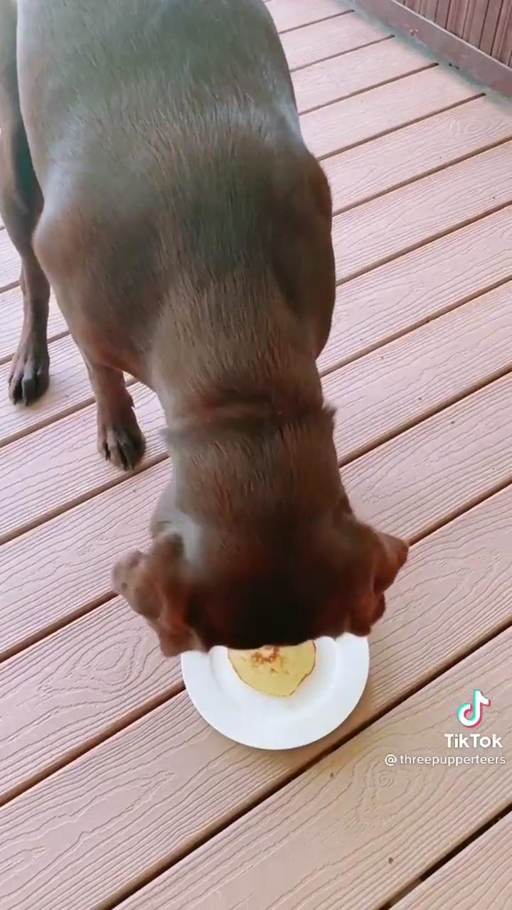 Funny dog; dog cake recipes